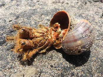 High angle view of shells on sea shore