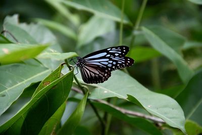 Close-up of butterfly on leaf