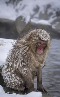 Monkey in a snow