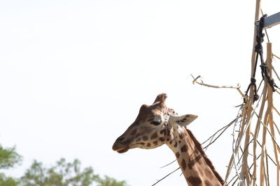 giraffe