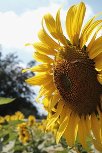 sunflower