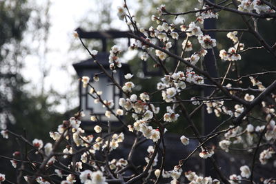 Close-up of apple blossoms in spring