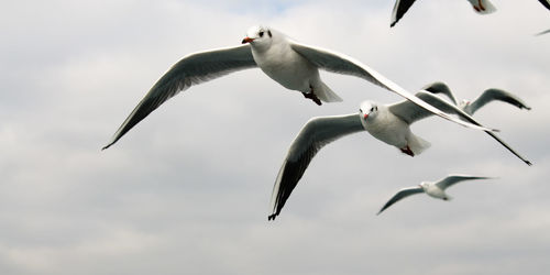 Low angle view of birds flying in sky