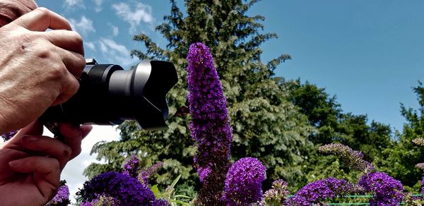 Midsection of person holding flowering plants against sky