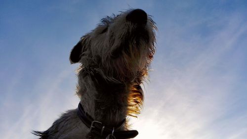 Close-up of dog against sky