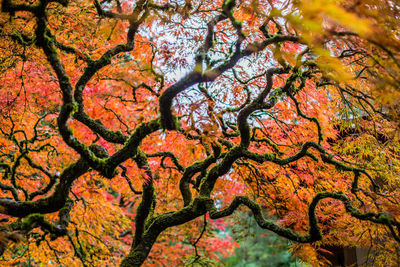 Low angle view of tree during autumn