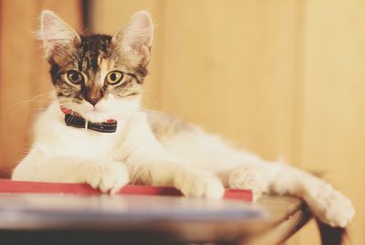 Portrait of cat lying down at home