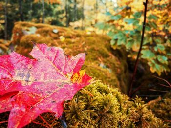 Close-up of maple leaves on tree