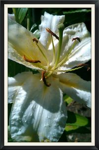 Close-up of white flowers