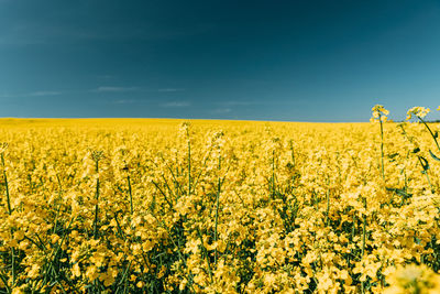 Scenic view of oilseed rape field against sky