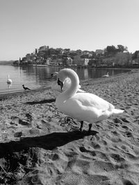 Swan swimming in lake