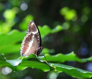 Close-up of butterfly on leaf