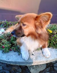 Close-up of dog with flowers