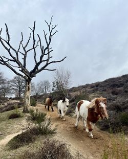 Horse standing on field against sky