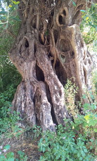 Close-up of tree trunk in forest