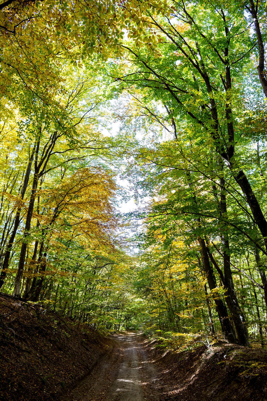 VIEW OF TREES IN FOREST