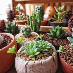 Close-up of succulent plant in pot