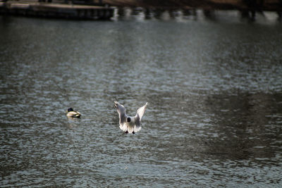 View of birds in lake