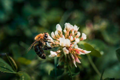 Close-up of bee pollinating on flower