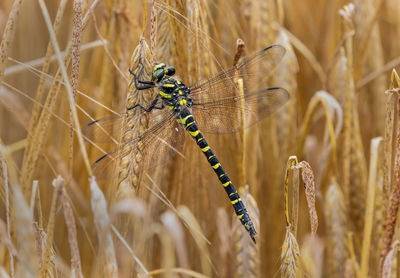 Close-up of insect on grass