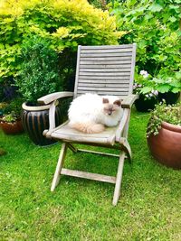 Cat sitting on chair in yard