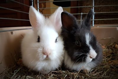 Close-up portrait of rabbit 