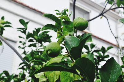 Low angle view of green plant against building