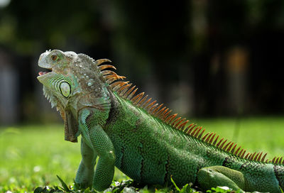 Close-up of a lizard