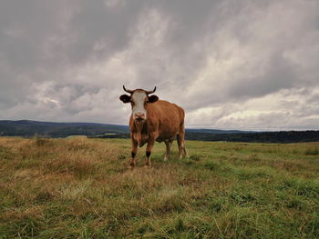 Cow standing in a field