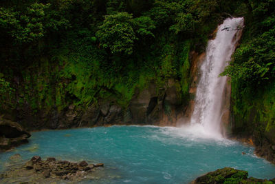 Scenic view of waterfall in forest