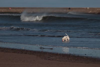 Bird swimming in sea at sunset