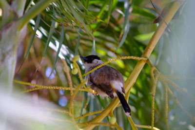 Bird perching on a branch