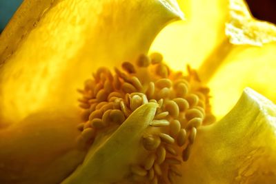 Close-up of yellow flower