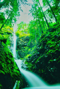 Scenic view of waterfall amidst trees in forest