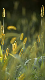 Overgrown and yellowed herbs close up