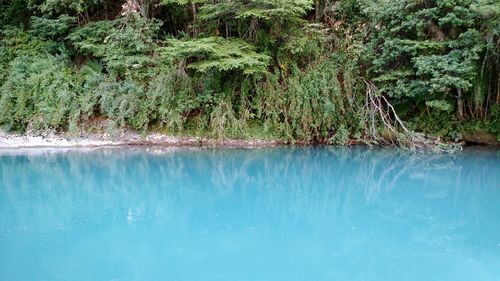 Reflection of trees on water