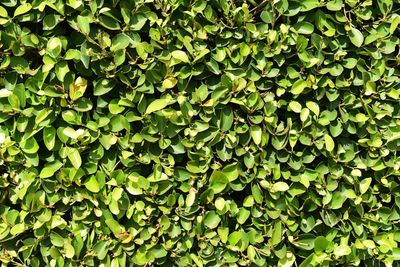 Full frame shot of green leaves