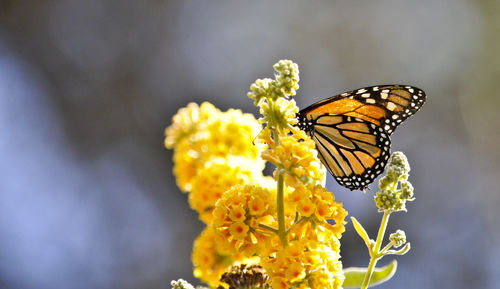 Close-up of butterfly pollinating on yellow flower