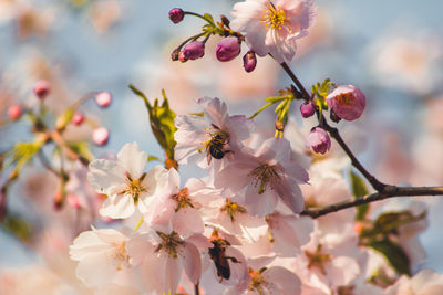 Close-up of cherry blossoms on tree