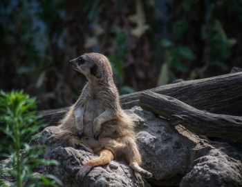 Squirrel sitting on rock in forest