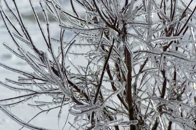 Close-up of frozen bare tree