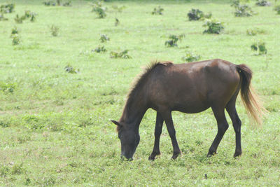 Horse grazing in a field