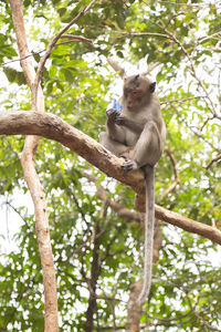 Low angle view of monkey sitting on tree in forest