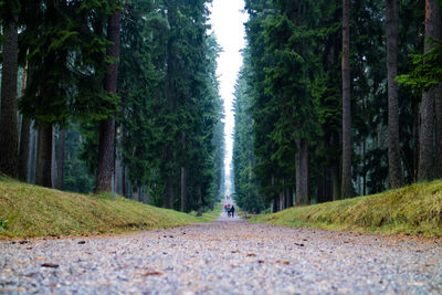 Footpath amidst trees in forest