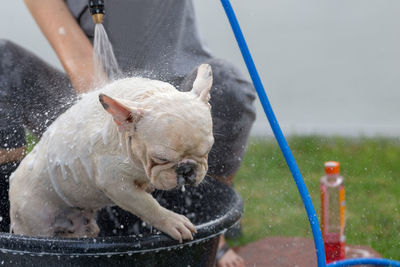 Woman bathing dog in tub at yard