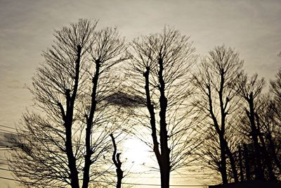 Low angle view of bare trees against sky