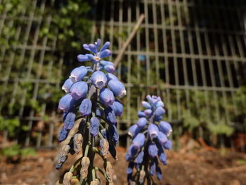 Close-up of purple flowers