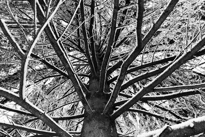 High angle view of plant on field during winter