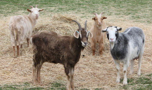 Portrait of goats on hay covered field