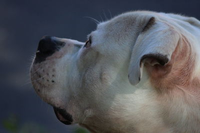 Close-up of dog looking away